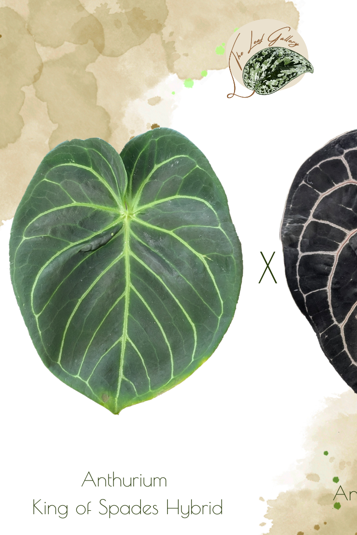 Anthurium+Hybrid.png?format=1000w